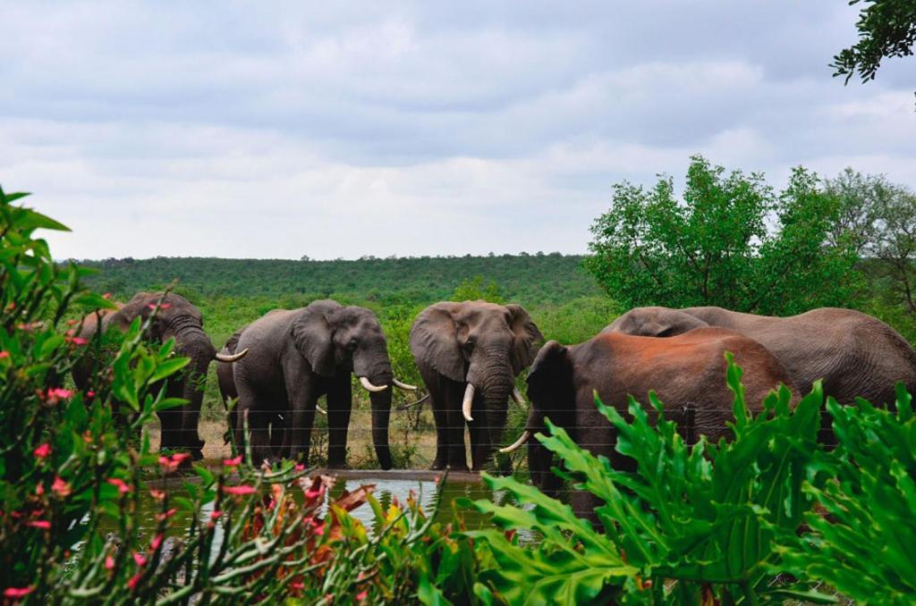 Tingala Lodge - Bed In The Bush 팔라보르와 외부 사진